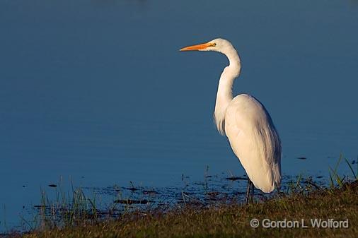 Egret On The Shore_25960.jpg - Great Egret (Ardea alba) at sunsetPhotographed near Breaux Bridge, Louisiana, USA.